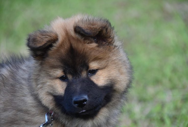 cat costa un kg de trufe negre