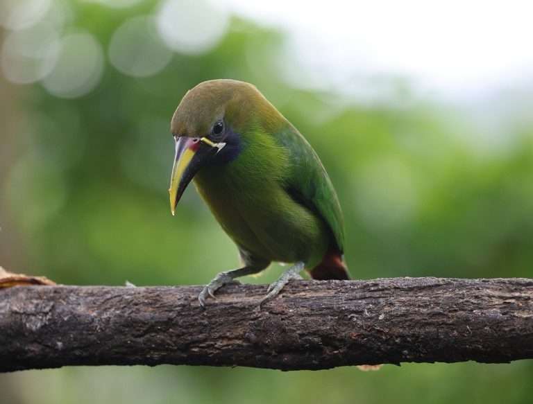 cat costa o ordonanta presedintiala