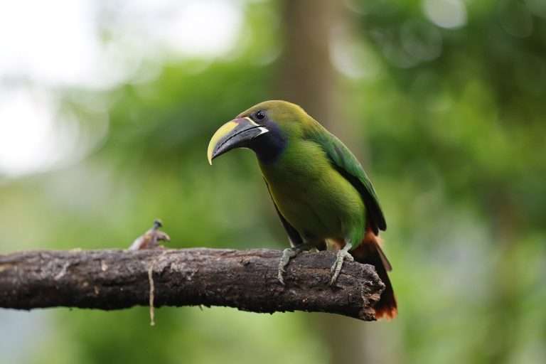 cat costa un rinichi de om