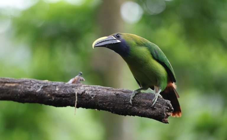 cat costa o operatie la dr voicu simedrea