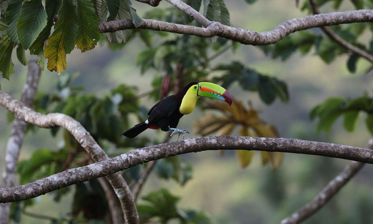 cat costa un pachet de tigari